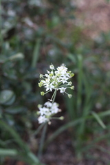 Allium tuberosum