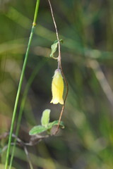 Marianthus bignoniaceus