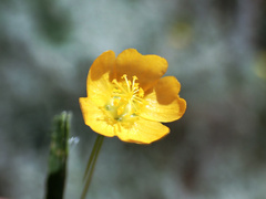 Sida trichopoda