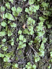 Asterella