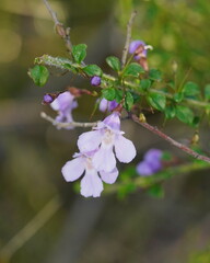 Prostanthera spinosa