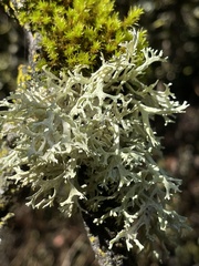 Evernia