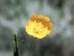 Sida trichopoda