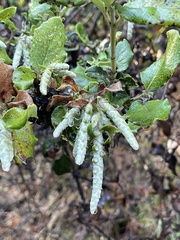 Garrya elliptica