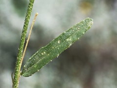 Sida trichopoda