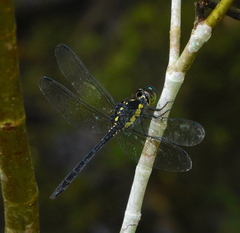 Agrionoptera longitudinalis