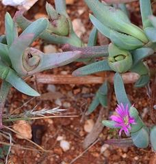 Carpobrotus modestus