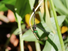 Nannophlebia eludens