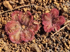 Drosera collina