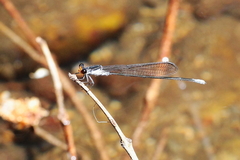 Pseudagrion ignifer