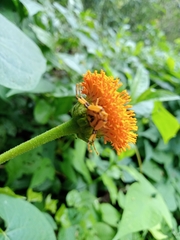 Misumenoides formosipes