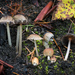 Bishop's Inkcap - Photo (c) Mike Potts, some rights reserved (CC BY-NC-ND), uploaded by Mike Potts