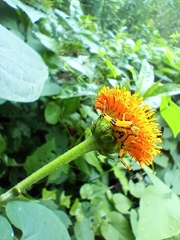 Misumenoides formosipes