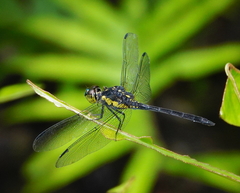 Agrionoptera longitudinalis