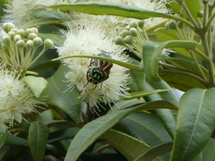 Eupoecila australasiae