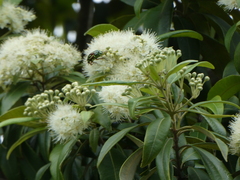 Eupoecila australasiae