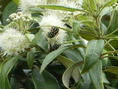 Eupoecila australasiae