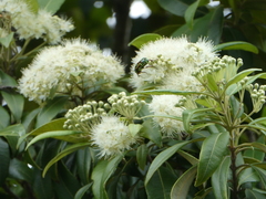 Eupoecila australasiae