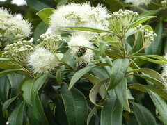 Eupoecila australasiae