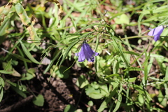 Campanula