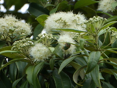 Eupoecila australasiae