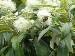 Eupoecila australasiae