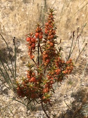 Gyrostemon australasicus
