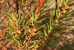 Gyrostemon australasicus
