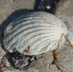 Anadara brasiliana