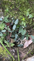 Trachelospermum asiaticum