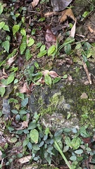 Trachelospermum asiaticum