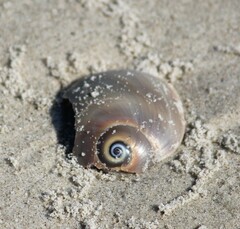 Neverita duplicata