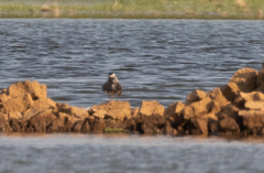Charadrius tricollaris