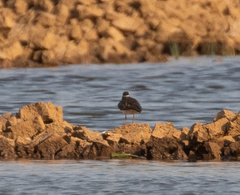 Charadrius tricollaris