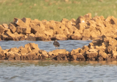 Charadrius tricollaris