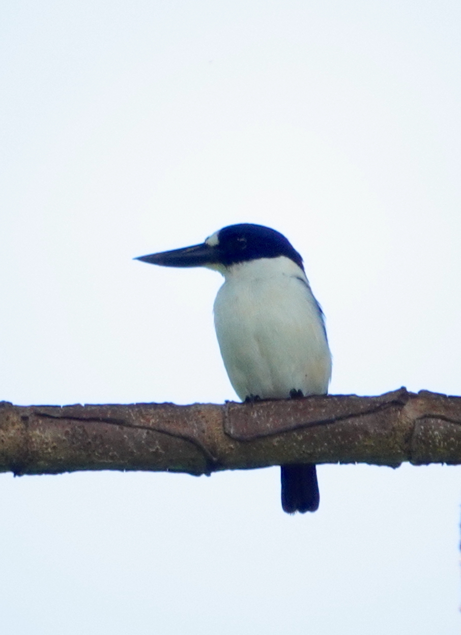 Blue-and-white Kingfisher (Todiramphus diops), photo 3