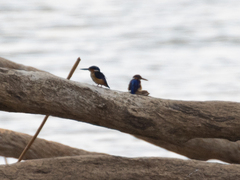 Corythornis vintsioides