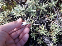 Celmisia angustifolia