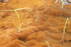 Gallionellaceae
