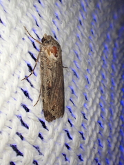 Agrotis munda