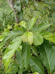 Elaeocarpus serratus