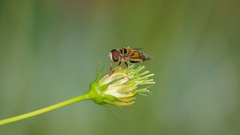Palpada vinetorum