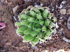 Haworthia