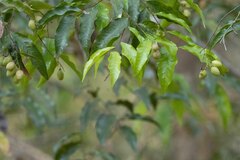 Image of Grangeria porosa
