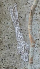 Uroplatus henkeli