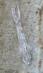 Uroplatus henkeli