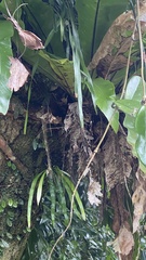 Haplopteris elongata