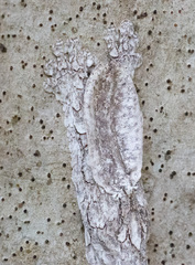 Uroplatus henkeli