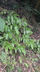 Diplazium donianum