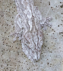 Uroplatus henkeli